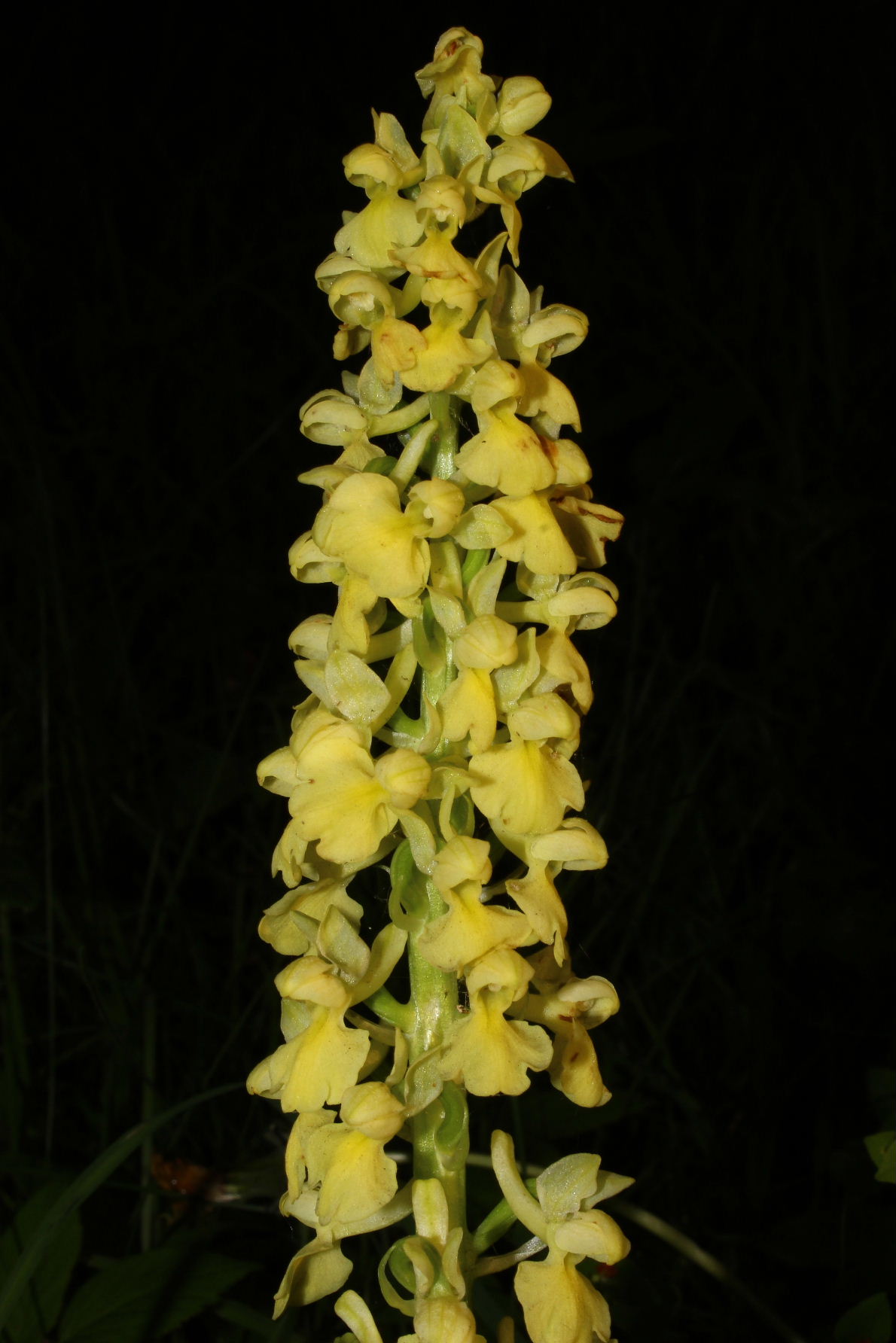 Orchidee valli Aveto, Sturla e .